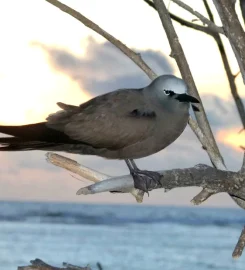 Aride Island Nature Reserve