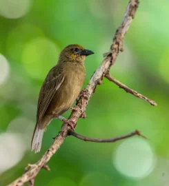 Aride Island Nature Reserve