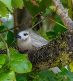 Aride Island Nature Reserve