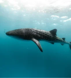 Atoll Divers