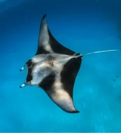Atoll Divers