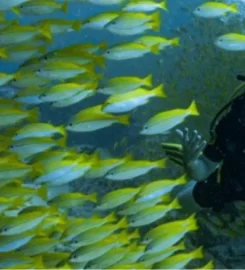 Atoll Divers
