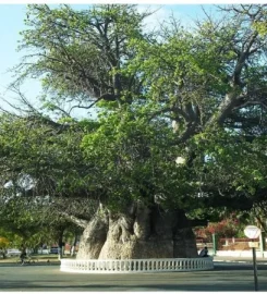 Tsaraventura