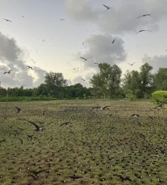 Bird Island Seychelles