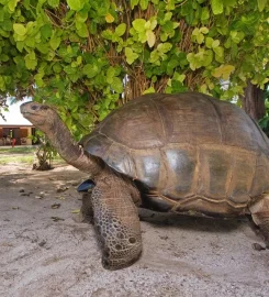 Bird Island Seychelles
