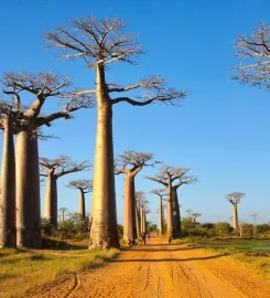 Cactus Tours Madagascar