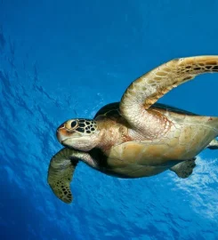 Comoros and Mayotte Tours