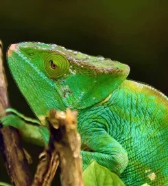Escapades Madagascar