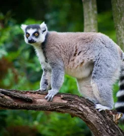 Escapades Madagascar