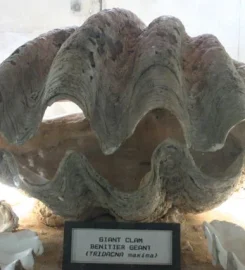 Mauritius Museums Council