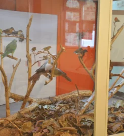 Mauritius Museums Council