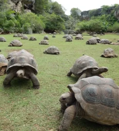 François Leguat Giant Tortoise and Cave Reserve