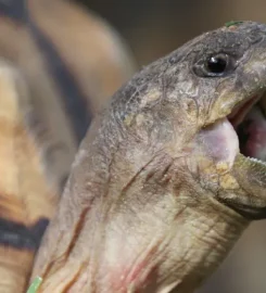 François Leguat Giant Tortoise and Cave Reserve