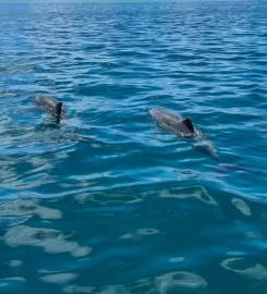 Sirena Moris