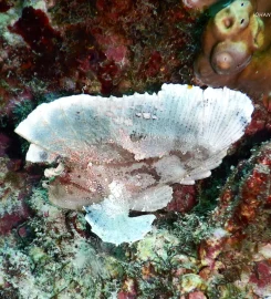 Exploration Sous-Marine