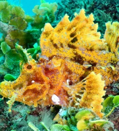 Exploration Sous-Marine