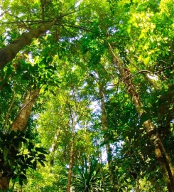 Masoala Forest Lodge