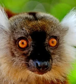 Great Madagascar Tours