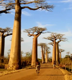 Great Madagascar Tours