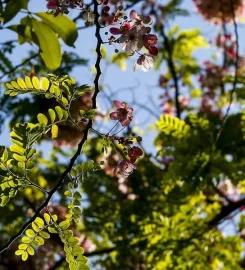 Jardin d’Eden