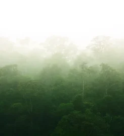 Lemur Safari