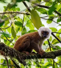 Lemur Safari