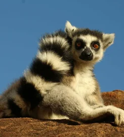 Lemurs’ Park