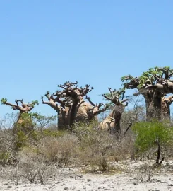 Mada Tours Guide