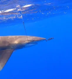 Maranatha Big Game Fishing