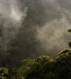 Marojejy National Park