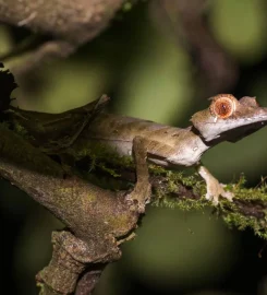 Marojejy National Park