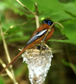 Marojejy National Park