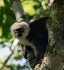 Marojejy National Park