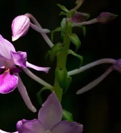 Marojejy National Park