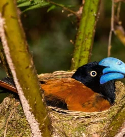 Marojejy National Park