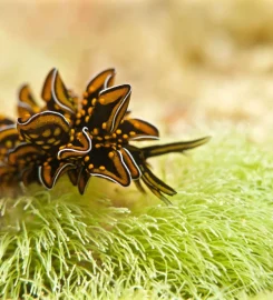 Nautilus Plongée Mayotte