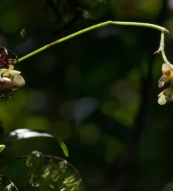 Parc National de La Réunion