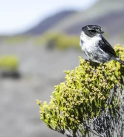 Parc National de La Réunion