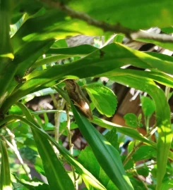 Safari Tours Madagascar
