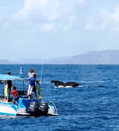 Sea Blue Safari