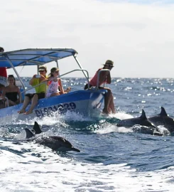 Sea Blue Safari