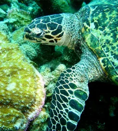 Sense of Oceans Madagascar