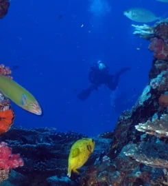 Trek Divers