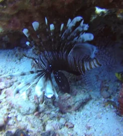 White Tip Divers