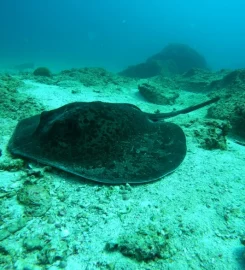 White Tip Divers