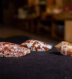 World of Seashells Museum