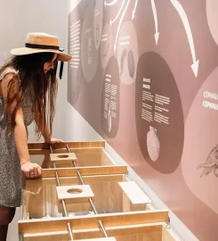 World of Seashells Museum