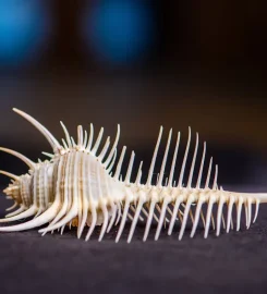 World of Seashells Museum