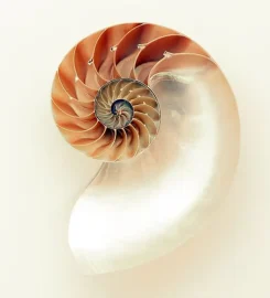 World of Seashells Museum