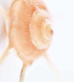 World of Seashells Museum
